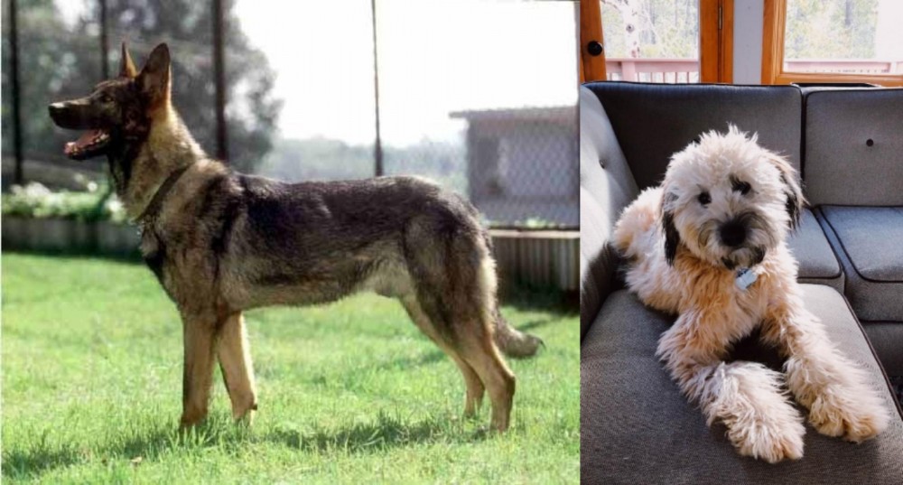 Whoodles vs Kunming Dog - Breed Comparison