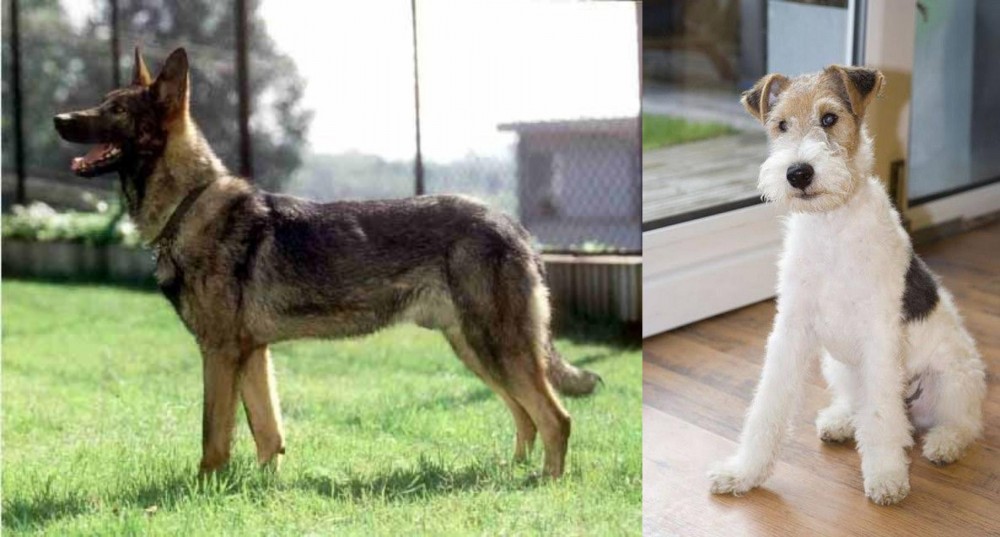 Wire Fox Terrier vs Kunming Dog - Breed Comparison