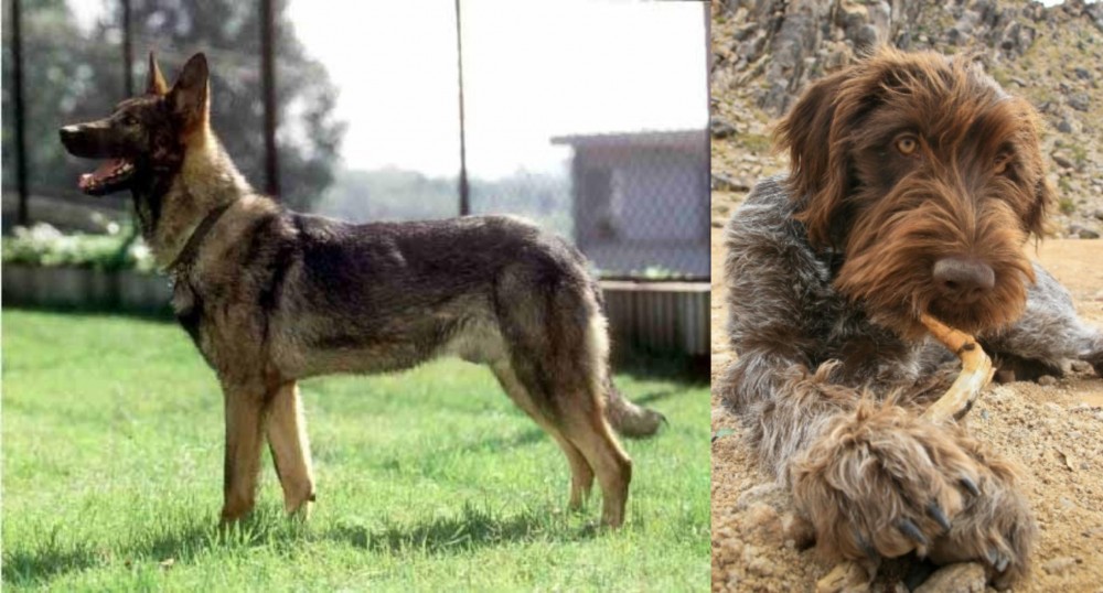 Wirehaired Pointing Griffon vs Kunming Dog - Breed Comparison