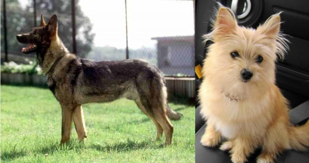 Yoranian vs Kunming Dog - Breed Comparison