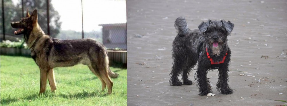 YorkiePoo vs Kunming Dog - Breed Comparison