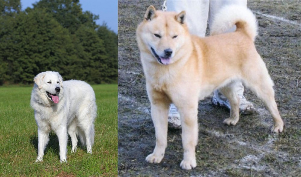 Hokkaido vs Kuvasz - Breed Comparison