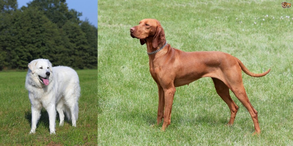Hungarian Vizsla vs Kuvasz - Breed Comparison