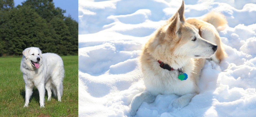 Labrador Husky vs Kuvasz - Breed Comparison