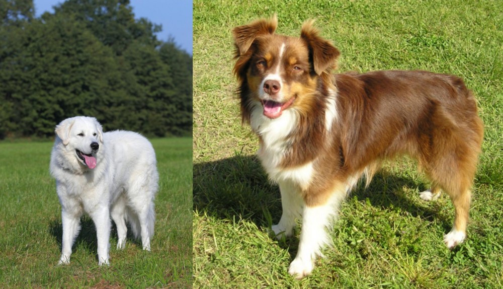 Miniature Australian Shepherd vs Kuvasz - Breed Comparison