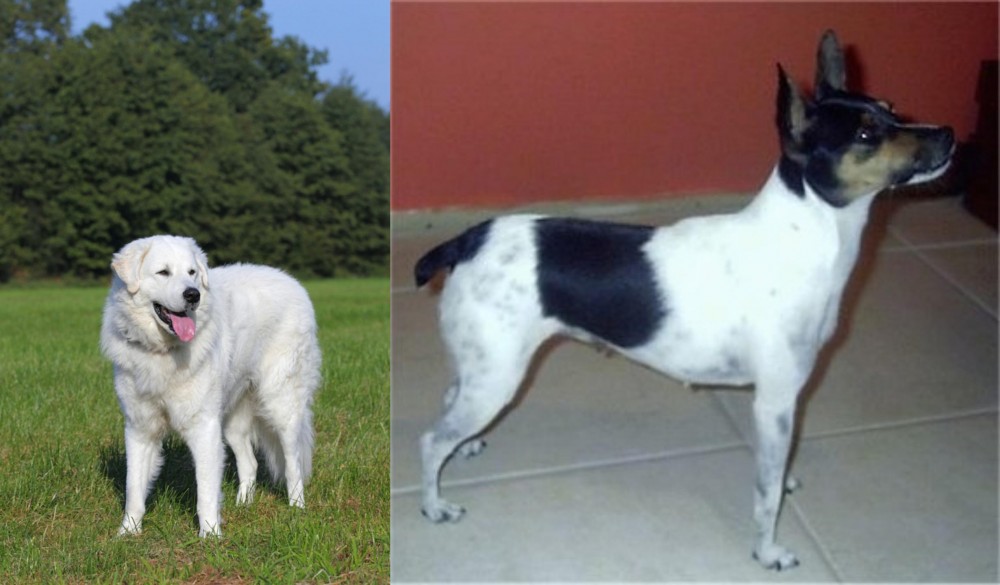 Miniature Fox Terrier vs Kuvasz - Breed Comparison
