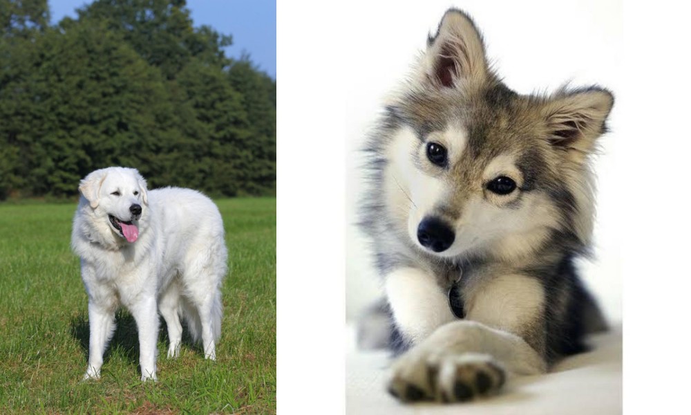 Miniature Siberian Husky vs Kuvasz - Breed Comparison