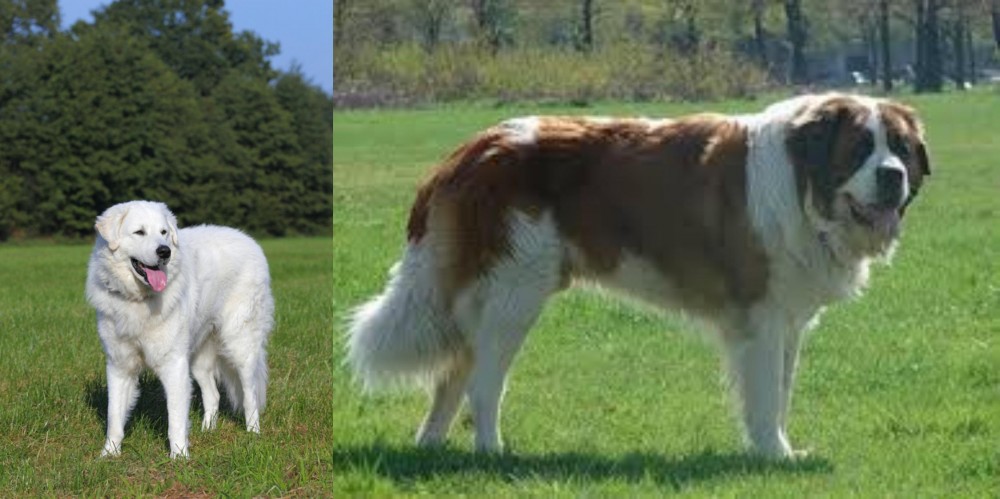 Moscow Watchdog vs Kuvasz - Breed Comparison