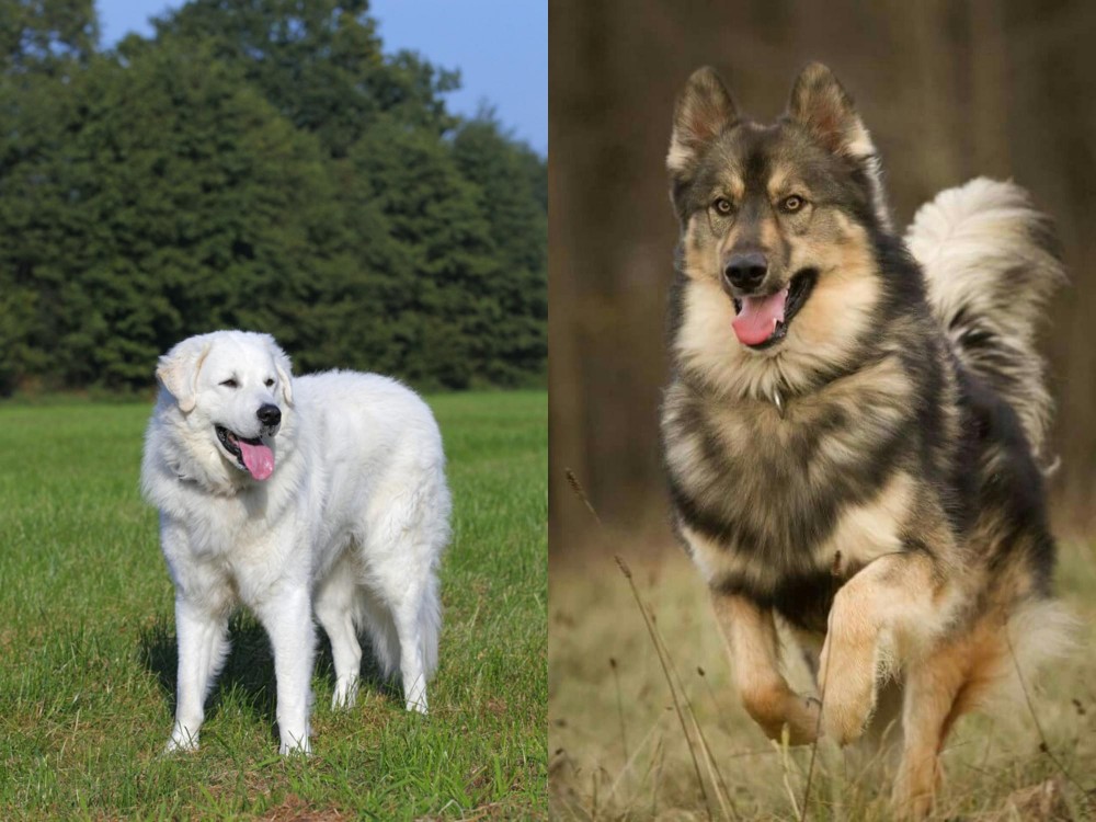Native American Indian Dog vs Kuvasz - Breed Comparison