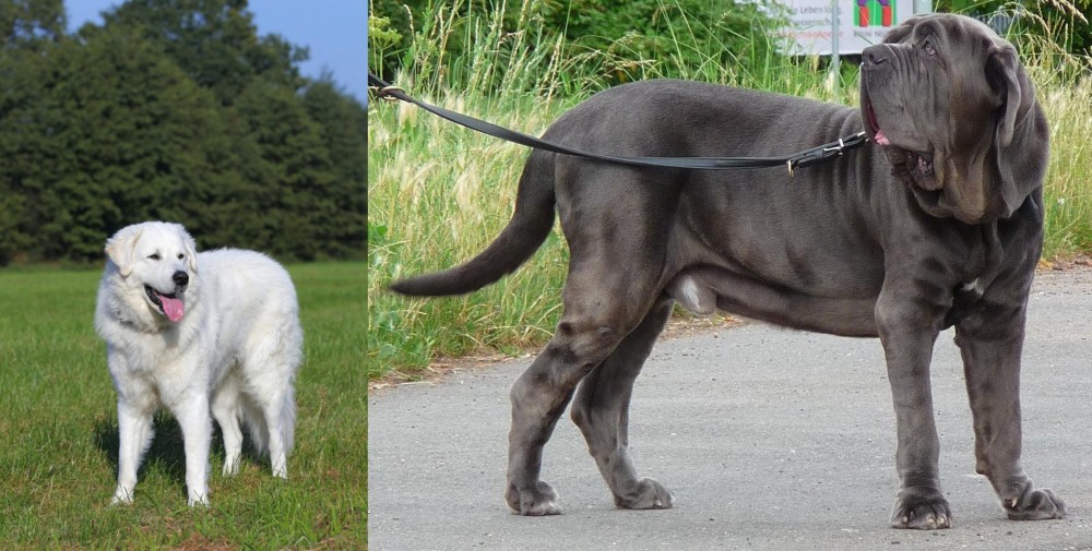Neapolitan Mastiff vs Kuvasz - Breed Comparison