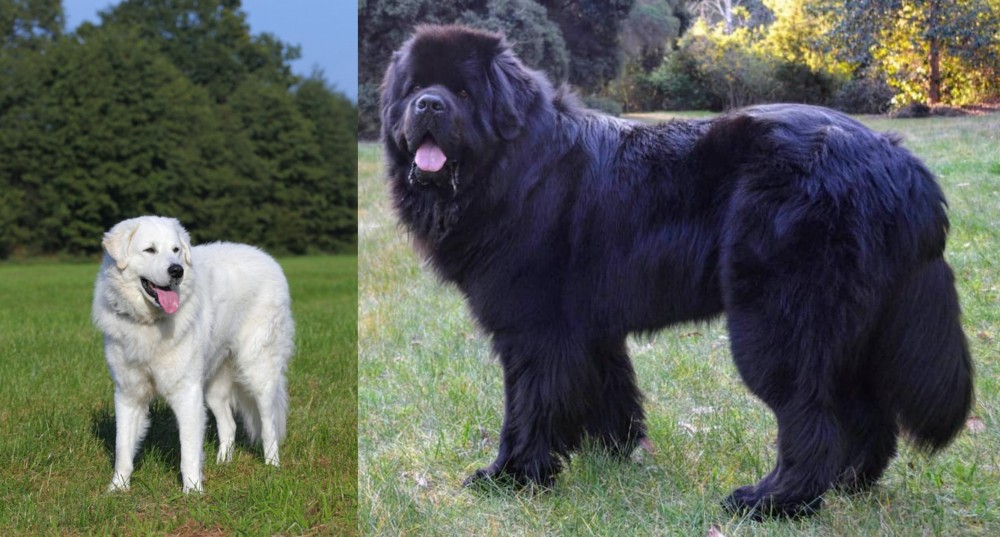 Newfoundland Dog vs Kuvasz - Breed Comparison