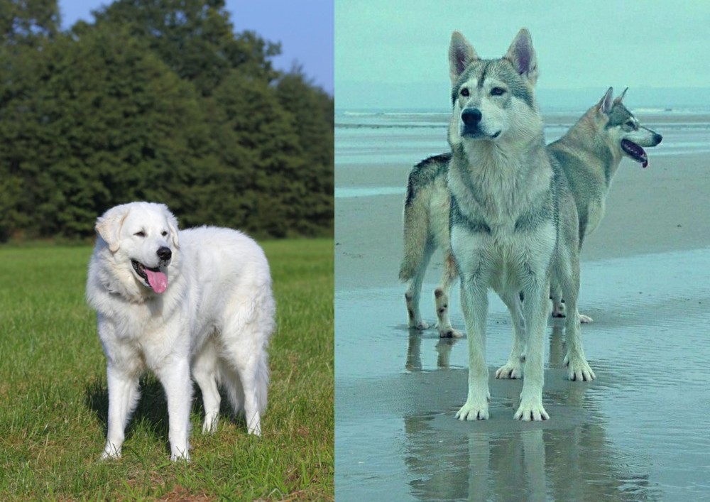 Northern Inuit Dog vs Kuvasz - Breed Comparison