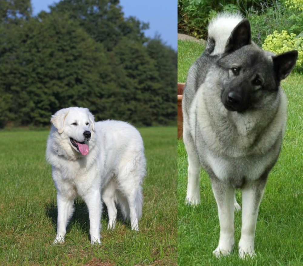 Norwegian Elkhound vs Kuvasz - Breed Comparison