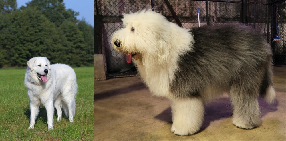 Old English Sheepdog vs Kuvasz - Breed Comparison