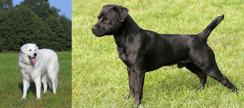 Patterdale Terrier vs Kuvasz - Breed Comparison
