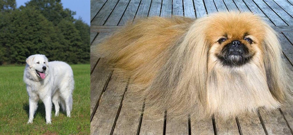 Pekingese vs Kuvasz - Breed Comparison