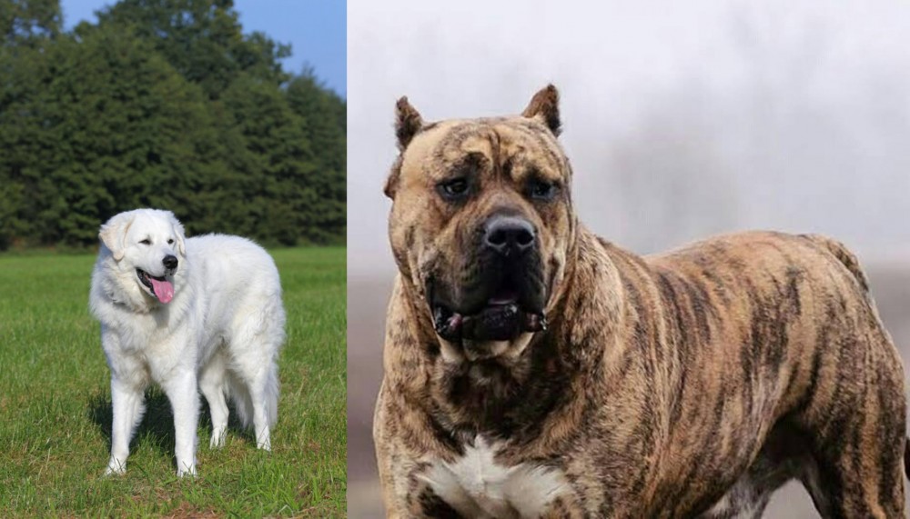 Perro de Presa Canario vs Kuvasz - Breed Comparison