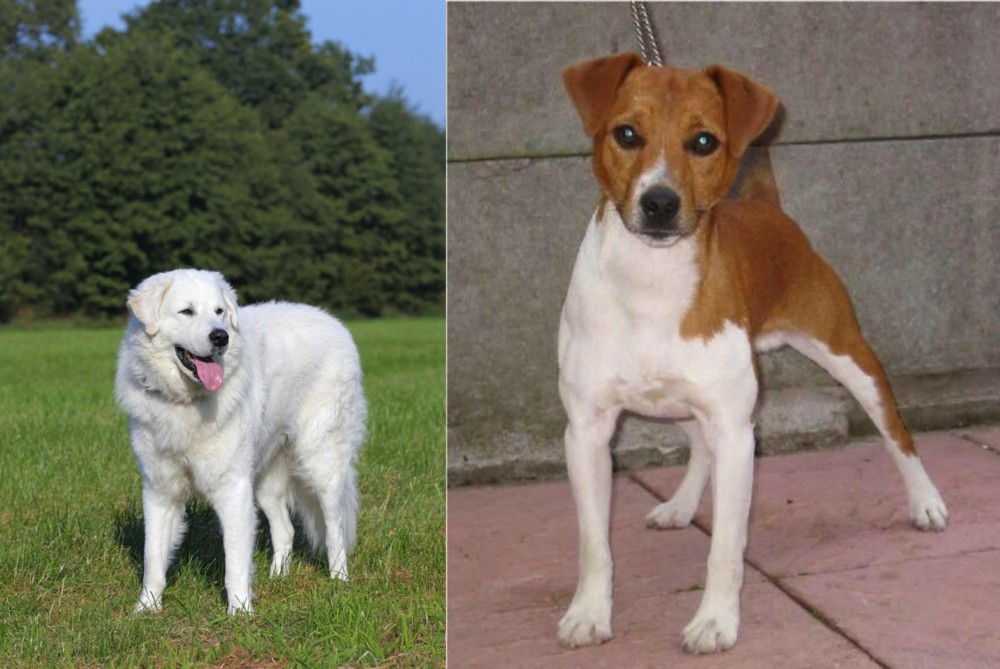 Plummer Terrier vs Kuvasz - Breed Comparison
