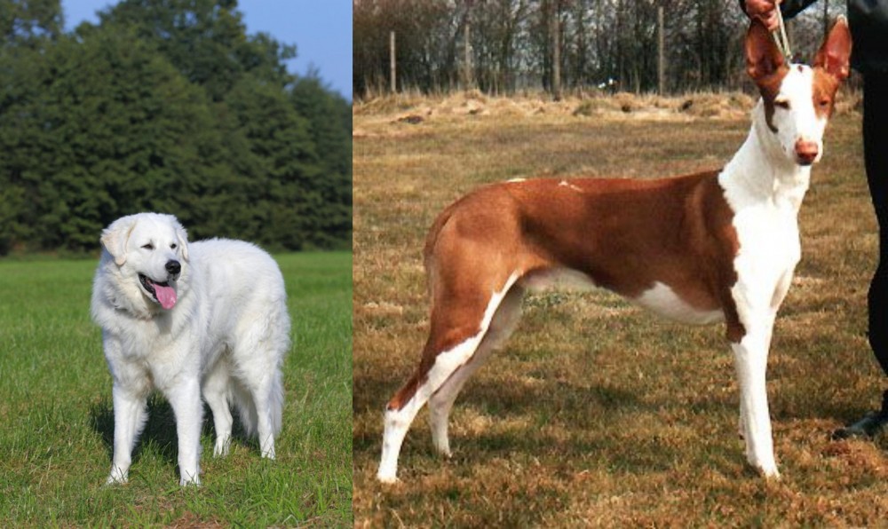 Podenco Canario vs Kuvasz - Breed Comparison
