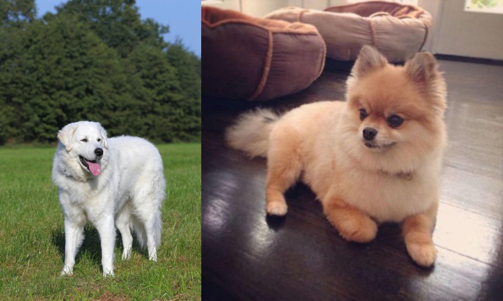 Pomeranian vs Kuvasz - Breed Comparison