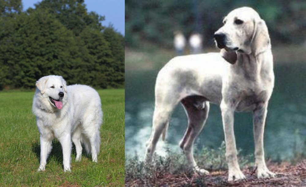 Porcelaine vs Kuvasz - Breed Comparison