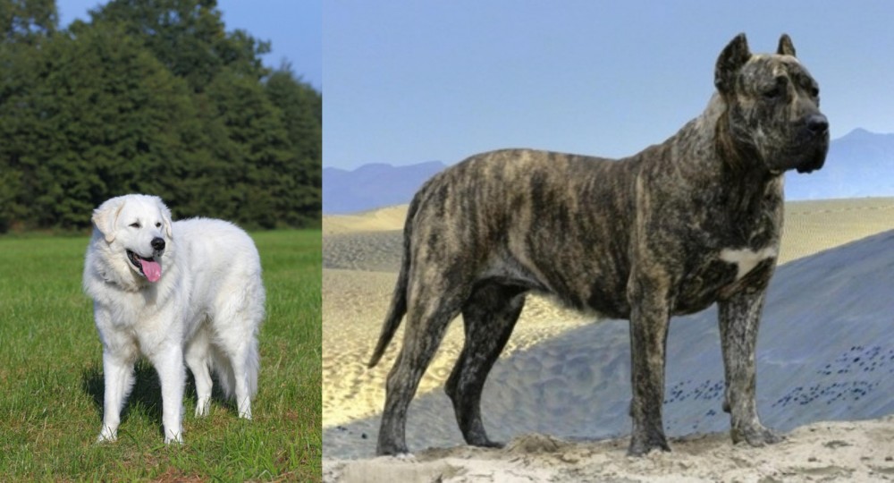 Presa Canario vs Kuvasz - Breed Comparison