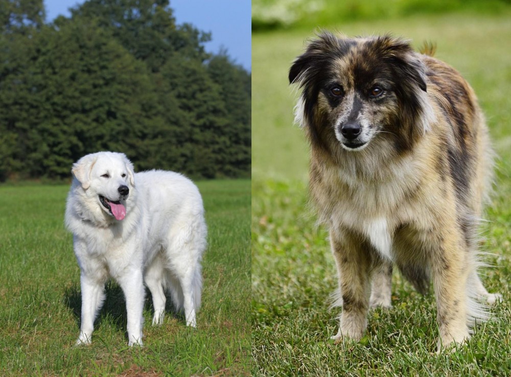 Pyrenean Shepherd vs Kuvasz - Breed Comparison