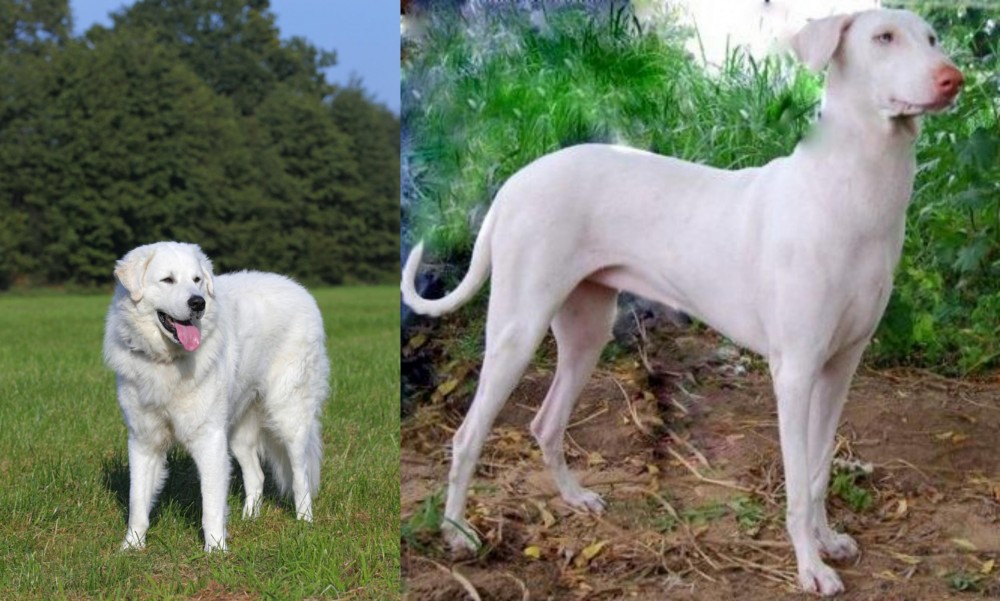 Rajapalayam vs Kuvasz - Breed Comparison