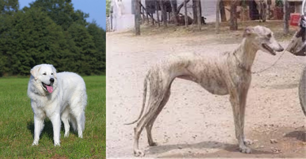 Rampur Greyhound vs Kuvasz - Breed Comparison