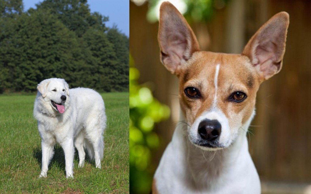 Rat Terrier vs Kuvasz - Breed Comparison