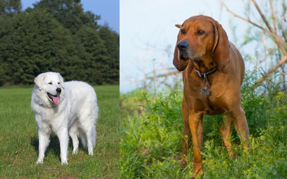 Redbone Coonhound vs Kuvasz - Breed Comparison