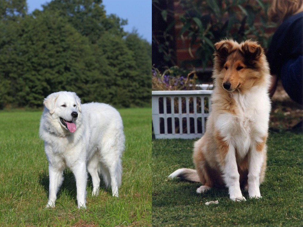 Rough Collie vs Kuvasz - Breed Comparison