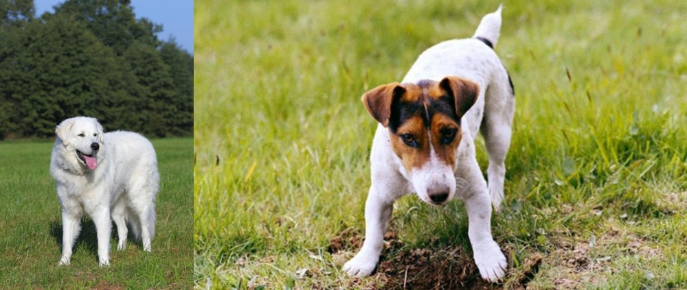 Russell Terrier vs Kuvasz - Breed Comparison