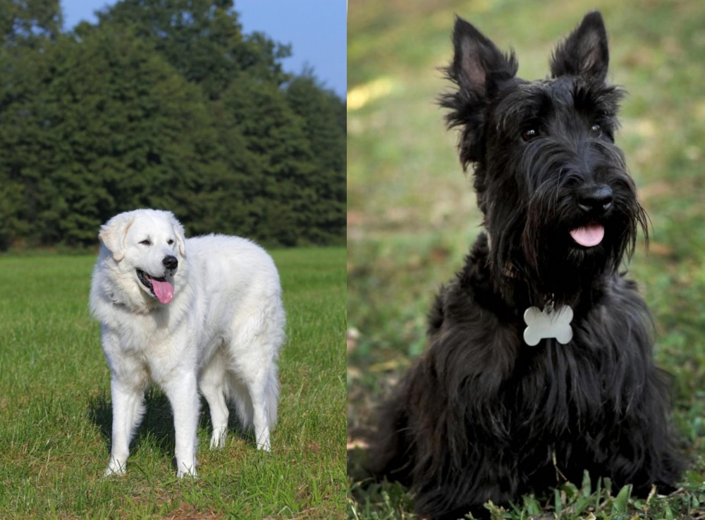 Scoland Terrier vs Kuvasz - Breed Comparison