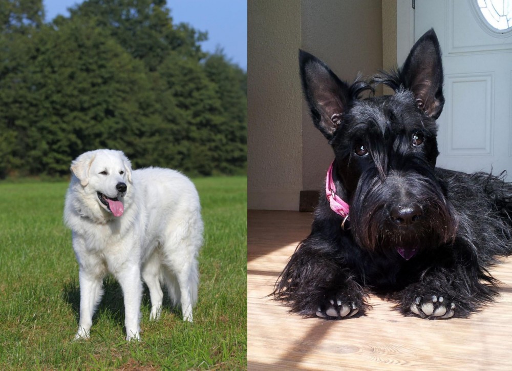 Scottish Terrier vs Kuvasz - Breed Comparison