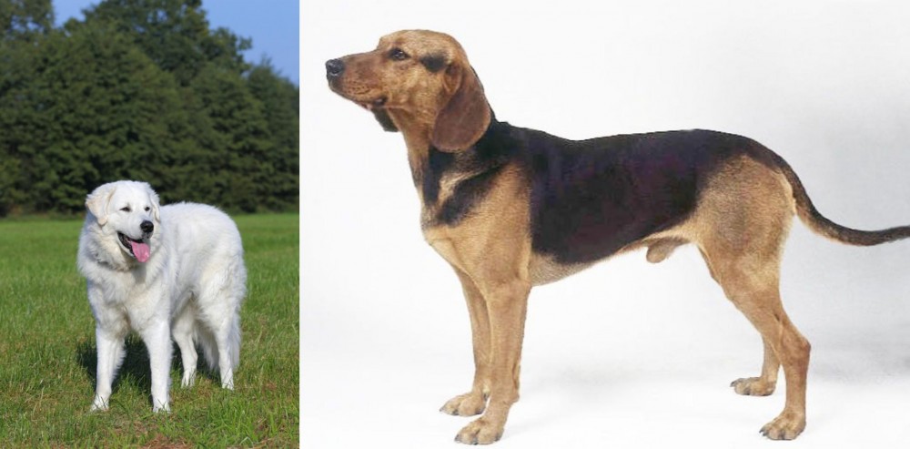 Serbian Hound vs Kuvasz - Breed Comparison