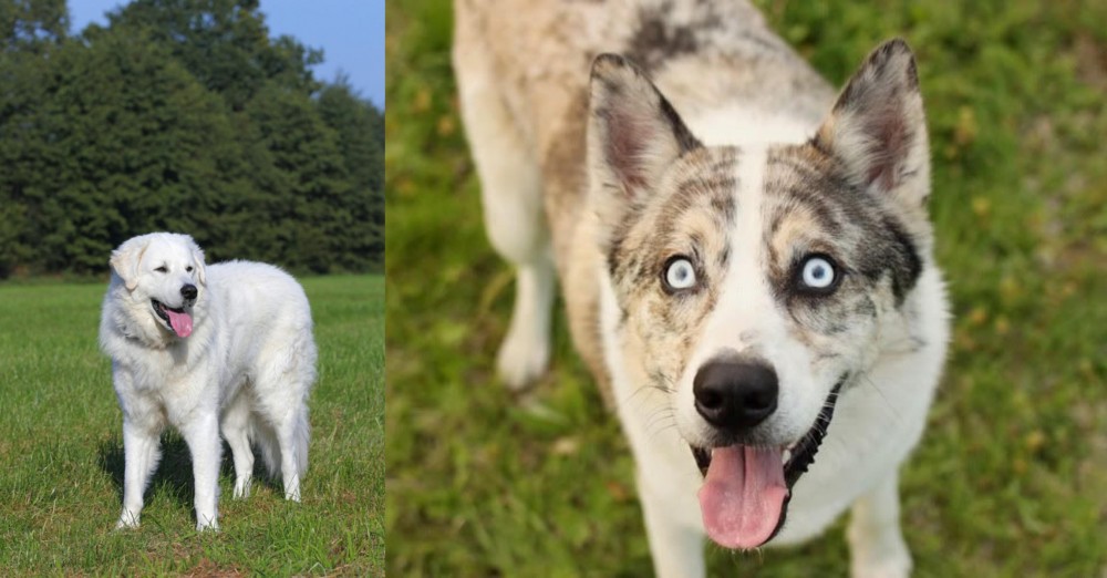Shepherd Husky vs Kuvasz - Breed Comparison
