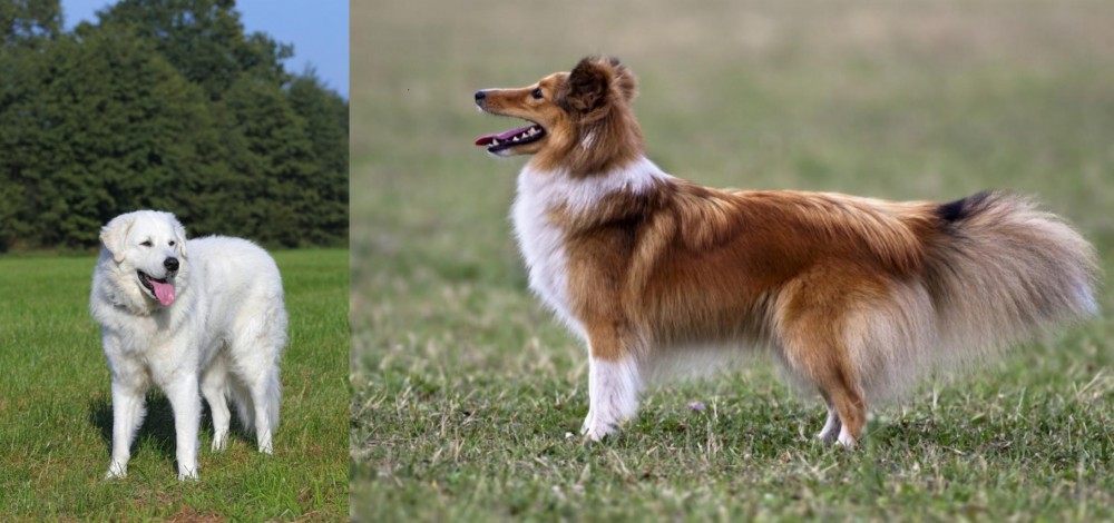 Shetland Sheepdog vs Kuvasz - Breed Comparison