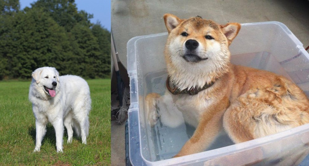 Shiba Inu vs Kuvasz - Breed Comparison
