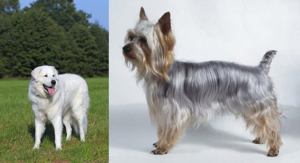 Silky Terrier vs Kuvasz - Breed Comparison