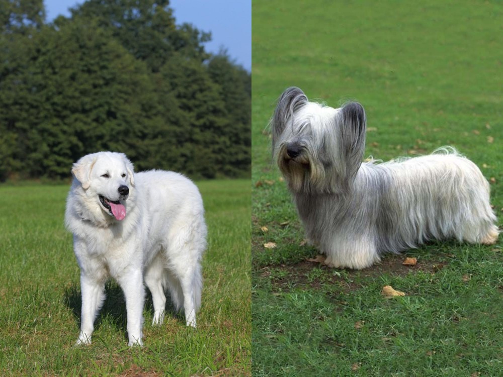 Skye Terrier vs Kuvasz - Breed Comparison