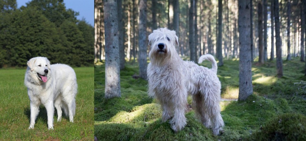 Soft-Coated Wheaten Terrier vs Kuvasz - Breed Comparison