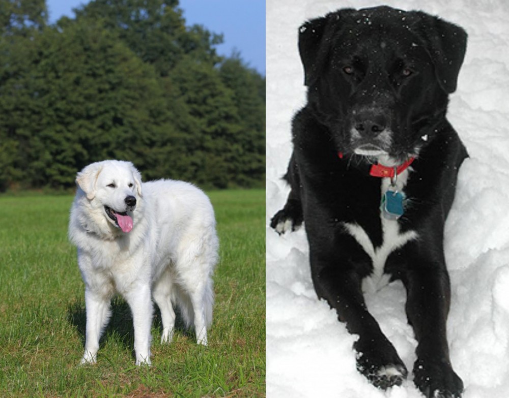 St. John's Water Dog vs Kuvasz - Breed Comparison