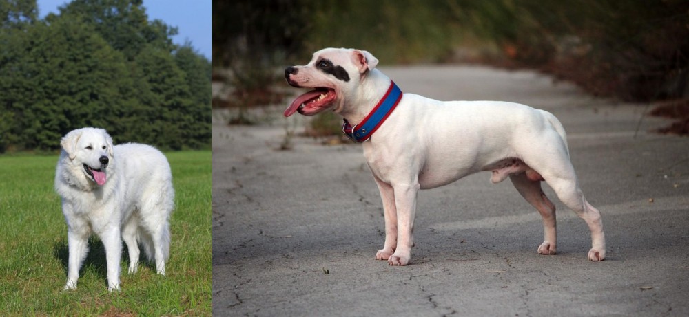 Staffordshire Bull Terrier vs Kuvasz - Breed Comparison