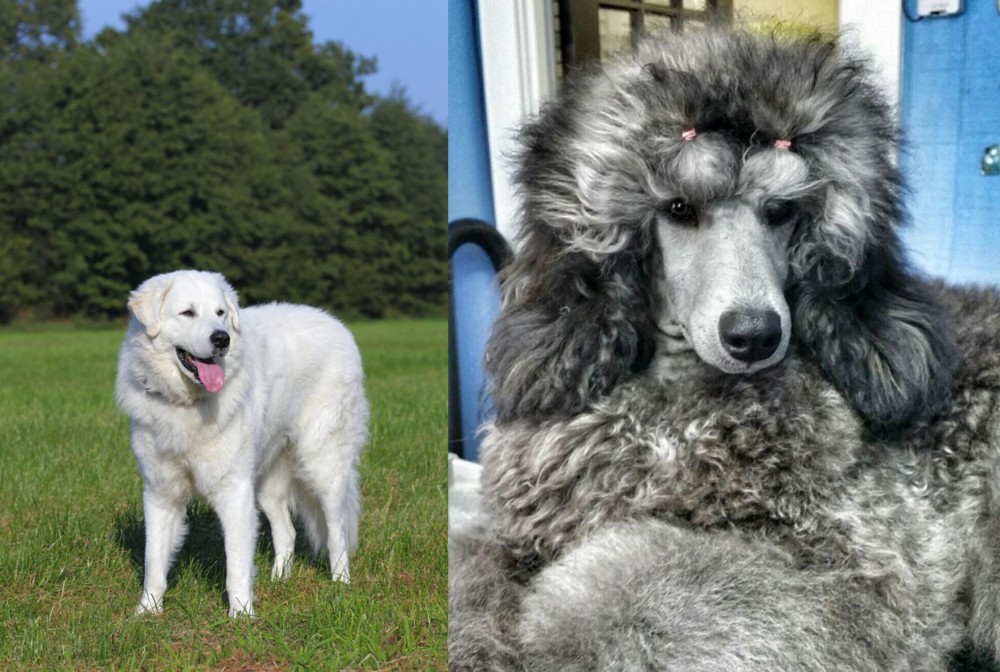 Standard Poodle vs Kuvasz - Breed Comparison