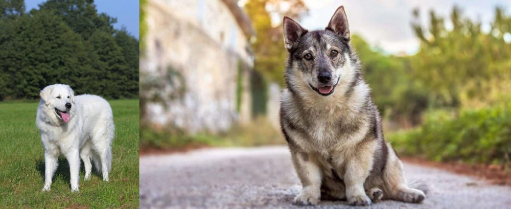 Swedish Vallhund vs Kuvasz - Breed Comparison