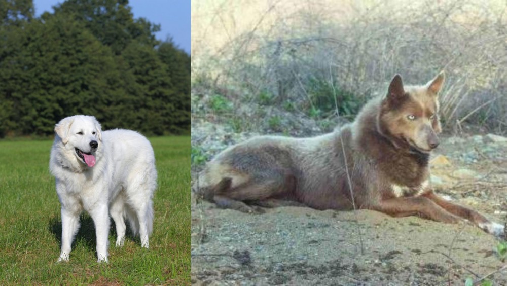 Tahltan Bear Dog vs Kuvasz - Breed Comparison