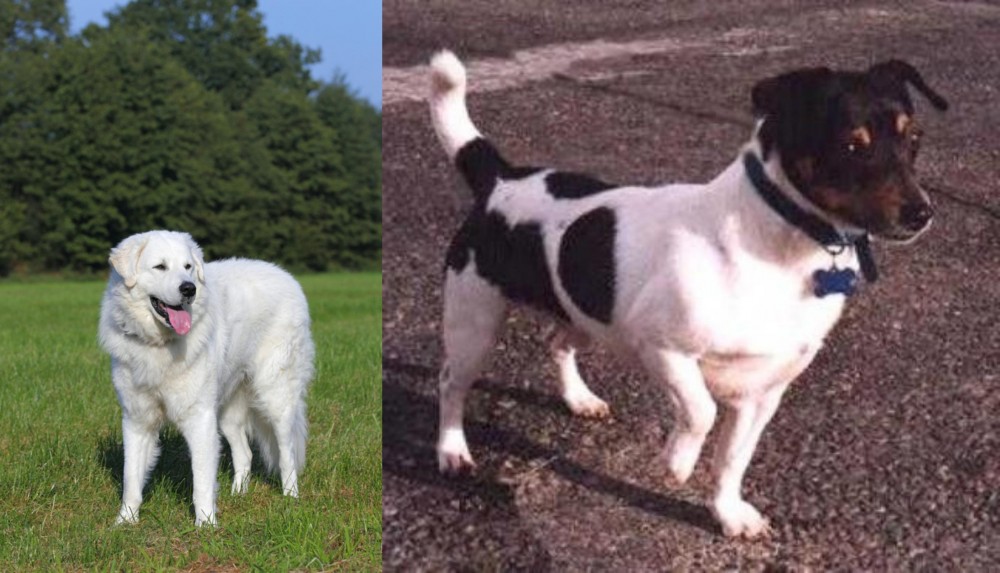 Teddy Roosevelt Terrier vs Kuvasz - Breed Comparison