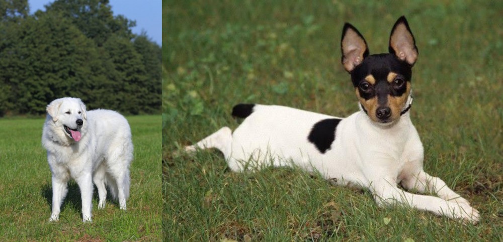 Toy Fox Terrier vs Kuvasz - Breed Comparison