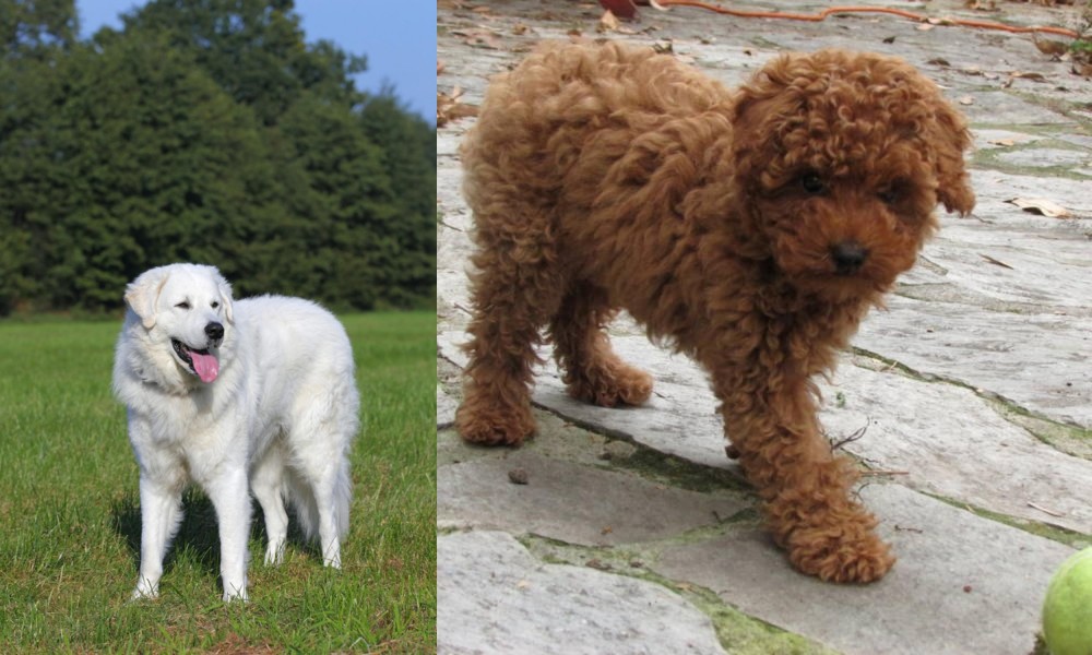 Toy Poodle vs Kuvasz - Breed Comparison